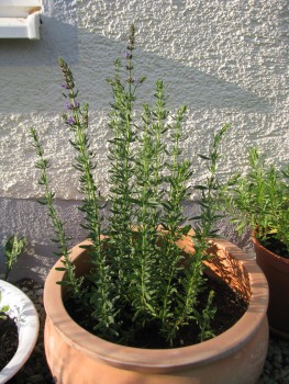 % Ysop Kraut bio * Demeter